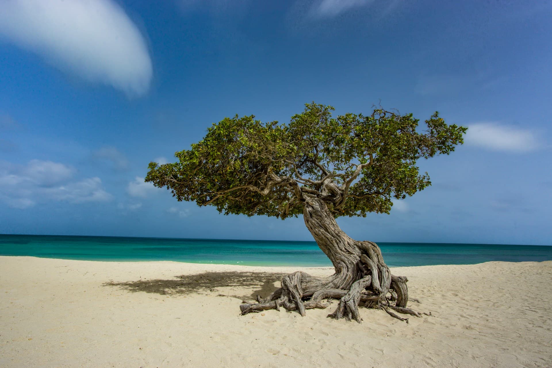 Divi-divi tree on Eagle Beach in Aruba