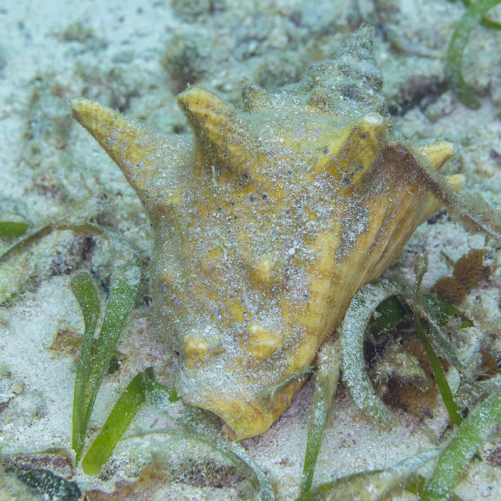A queen conch on the seagrass near San Pedro, Belize