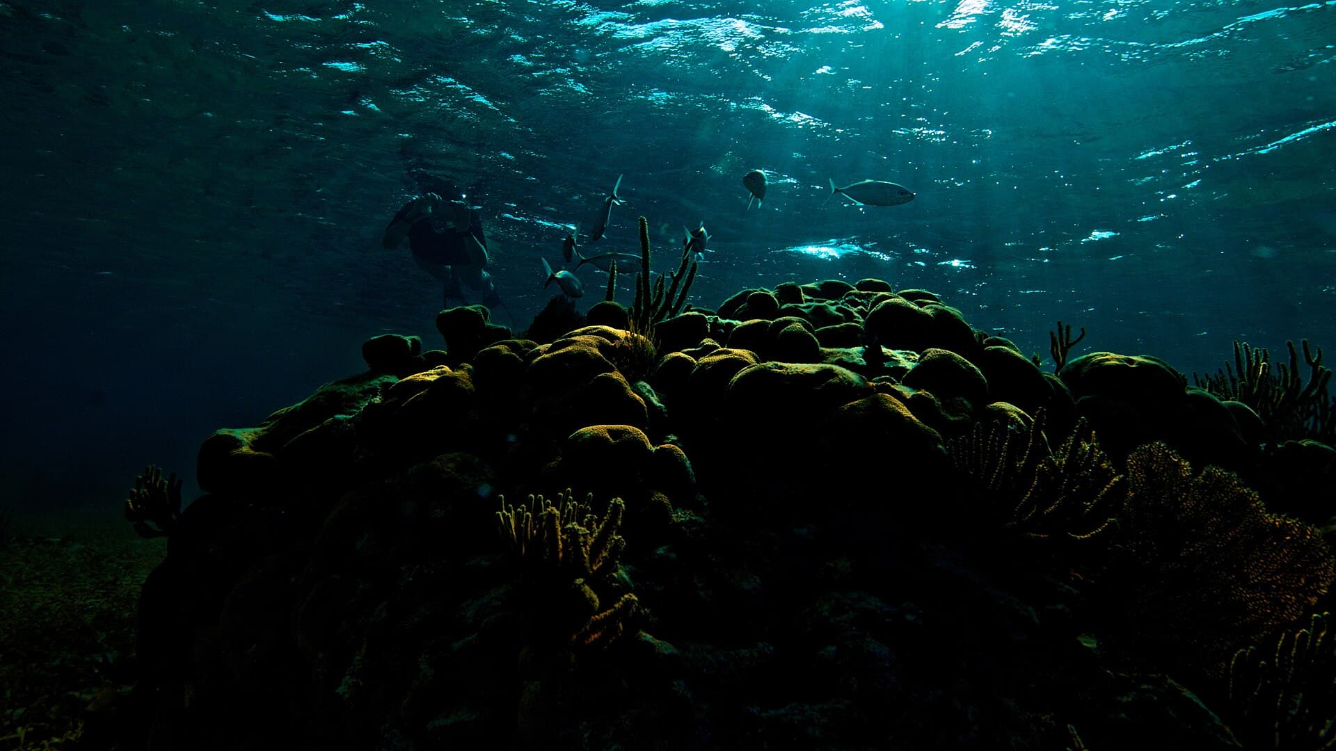 A snorkeler above the coral reef at Goff's Caye, Belize