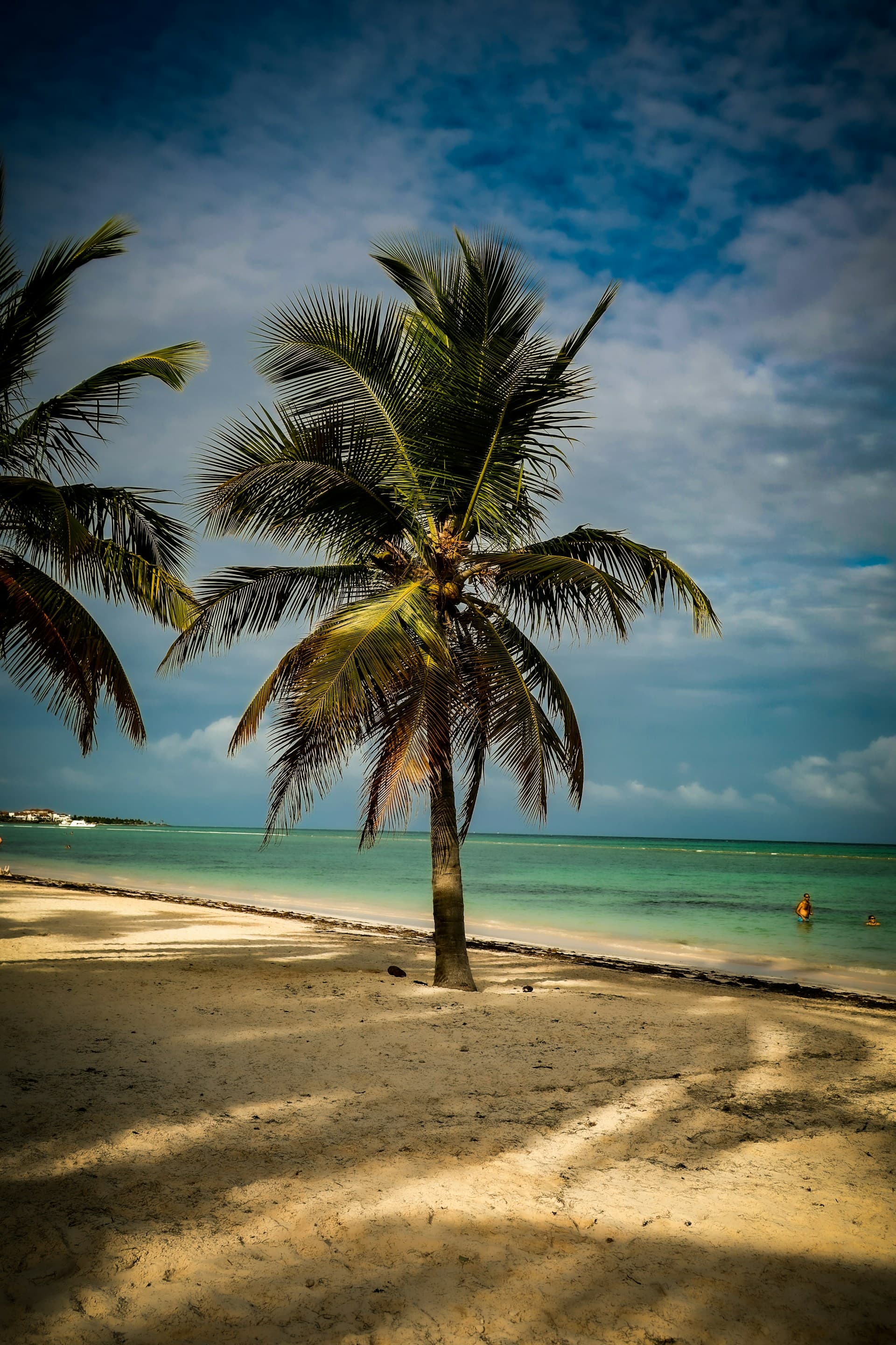 Palm tree on a beach in Punta Cana, Dominican Republic