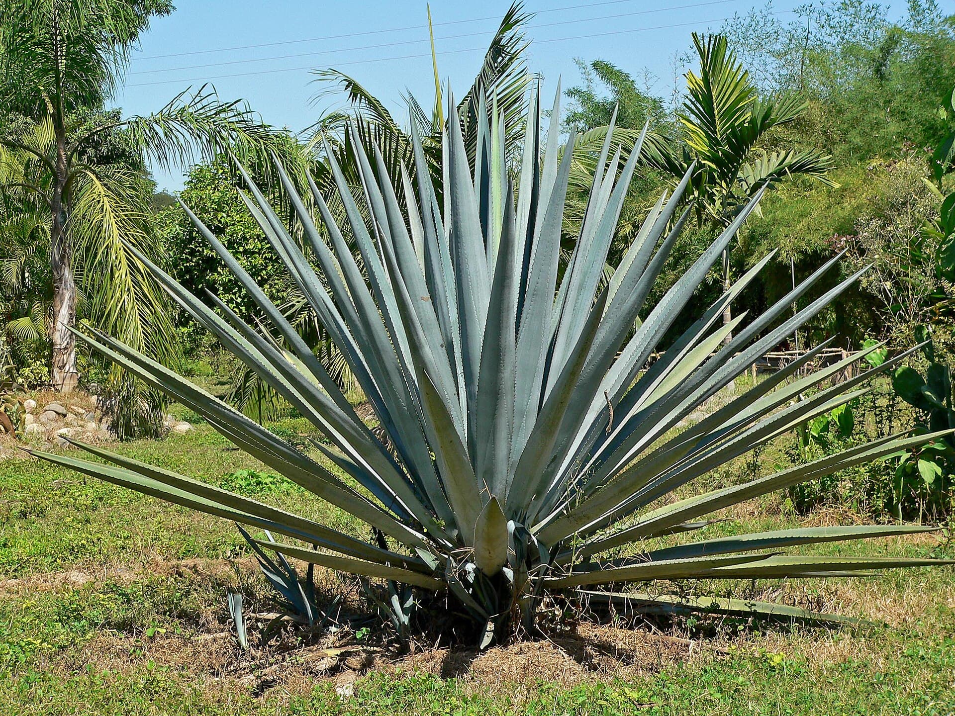 A blue agave plant, Agave tequilana, in Mexico
